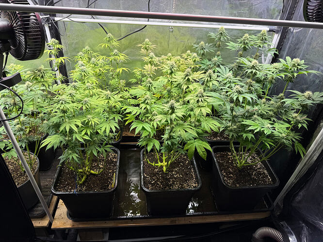 Growreport Bild 1