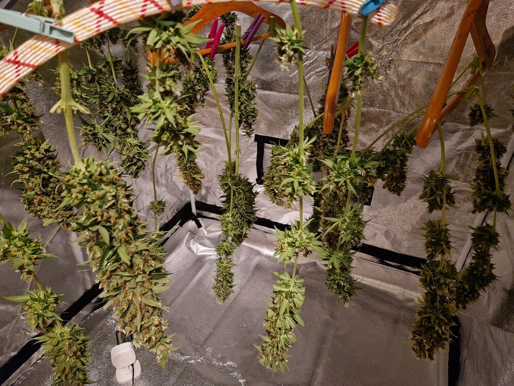 Erster Grow 5 x Super Skunk 300W LED und Autopot mit Biotabs