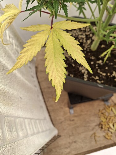 Growreport Bild 184