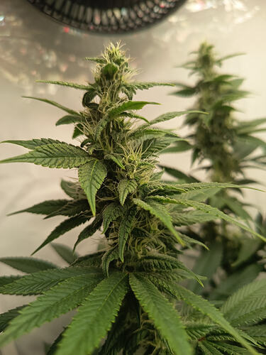 Growreport Bild 5