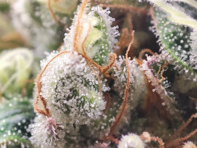 Growreport Bild 10