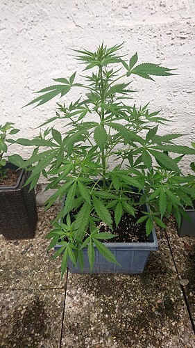Growreport Bild 5