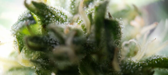Growreport Bild 36