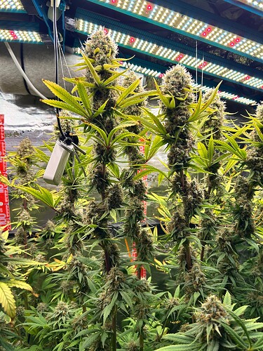 Growreport Bild 8