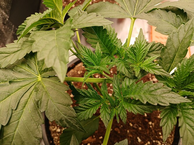 Growreport Bild 17