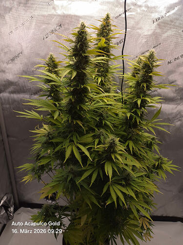 Eine blühende Cannabispflanze namens Maja in einem Growzelt mit AC Infinity Branding.