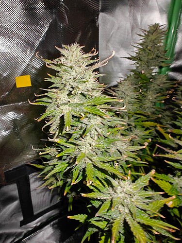 Growreport Bild 3