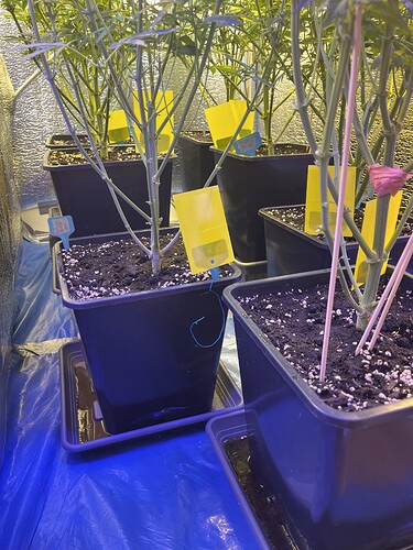Growreport Bild 24