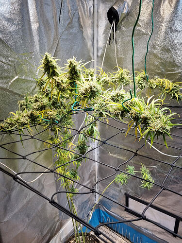 Mehrere Cannabis-Pflanzen in der Blütephase, die an einem Netz befestigt sind, um die Zweige zu stützen. Die Buds sind dicht und mit Trichomen bedeckt, und einige Blätter zeigen Anzeichen von Gelbfärbung.