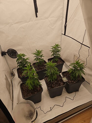 Growreport Bild 7