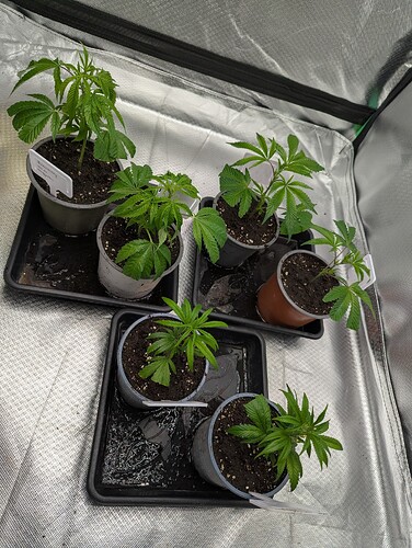 Growreport Bild 9