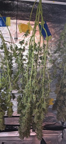 Growreport Bild 77