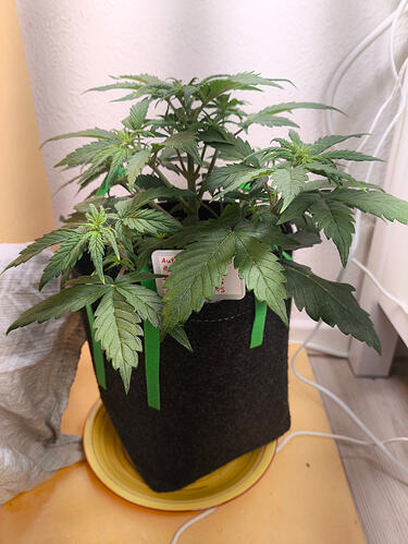Growreport Bild 1