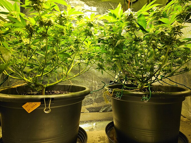 Growreport Bild 1