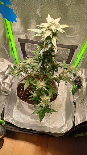 Growreport Bild 1