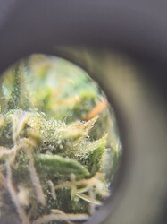 Growreport Bild 23