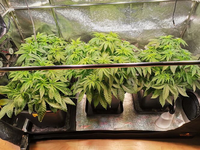 Mix grow, BT12 (1)