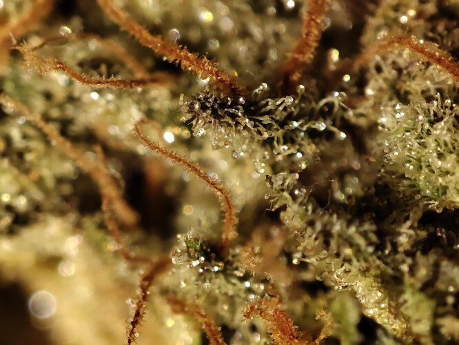Growreport Bild 29