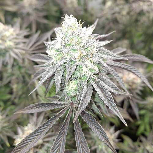 Growreport Bild 1