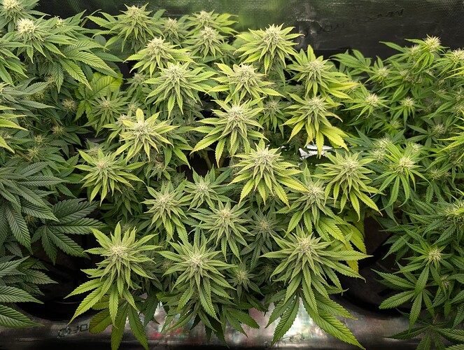 Growreport Bild 12