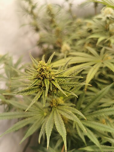 Growreport Bild 8