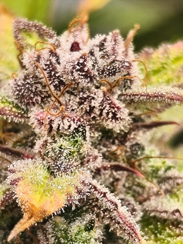 Growreport Bild 9
