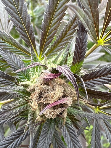 Growreport Bild 40