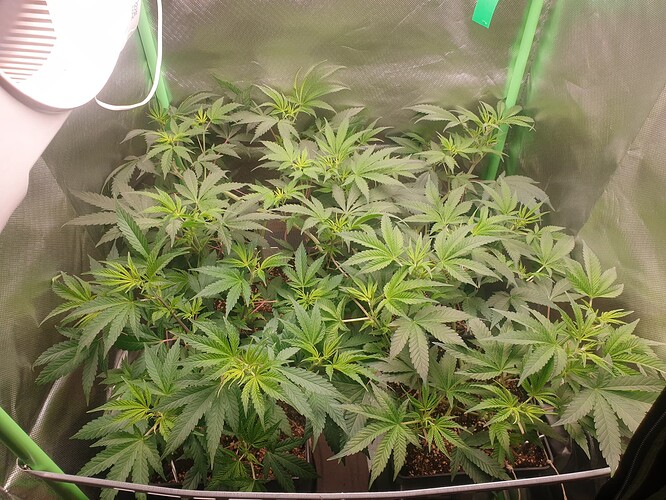 Growreport Bild 1