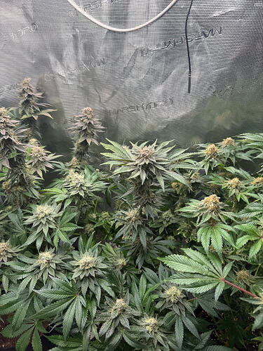 Growreport Bild 22