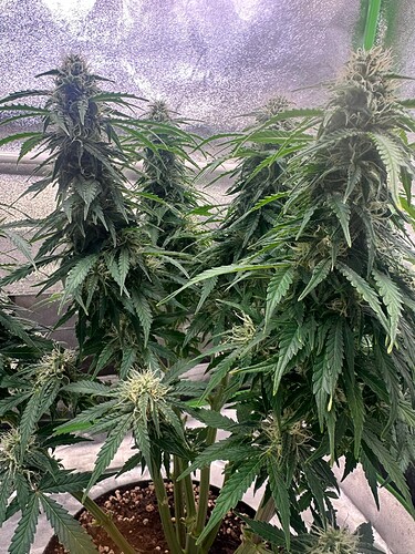 Growreport Bild 8