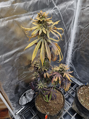 Eine einzelne Cannabis-Pflanze in der Blütephase, die in einem schwarzen Stofftopf steht. Die Pflanze hat gelbe und violette Blätter und deutliche Blütenstände. Sie befindet sich in einer Growbox mit reflektierenden Wänden.