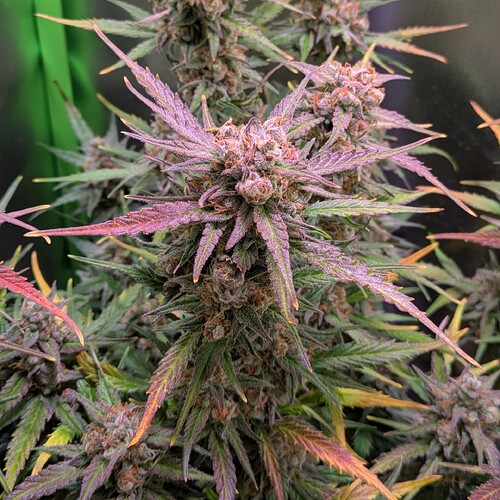 Growreport Bild 9