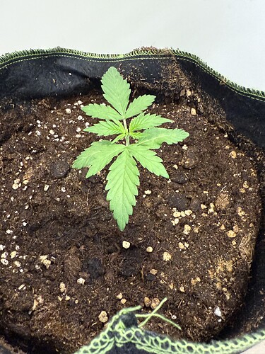 Growreport Bild 4