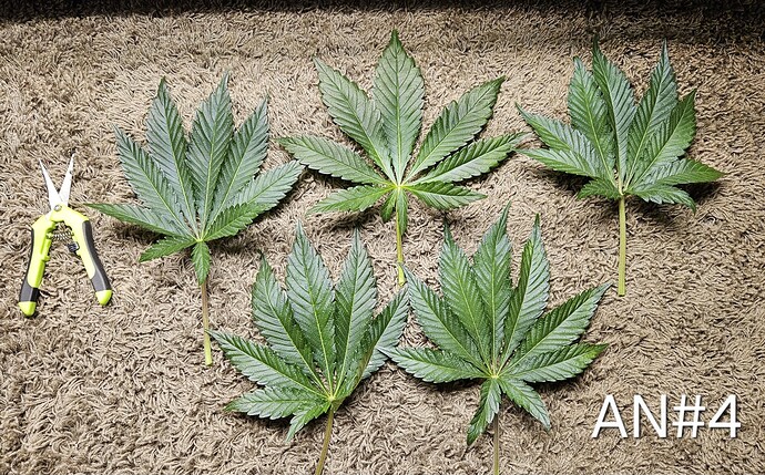 Growreport Bild 31