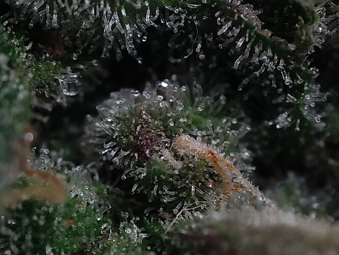 Growreport Bild 54