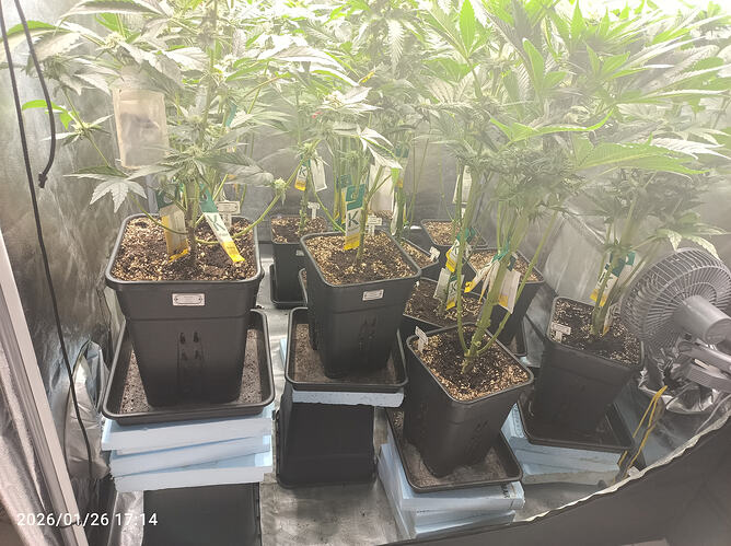Growreport Bild 2