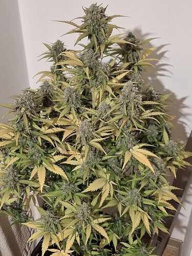 Growreport Bild 3