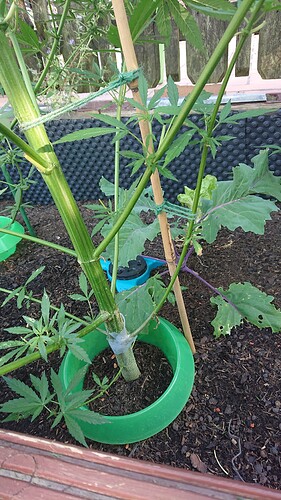 Growreport Bild 3