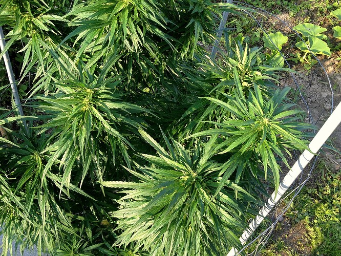 Growreport Bild 24