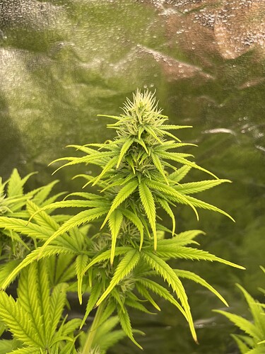 Growreport Bild 13