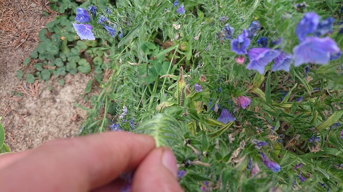 Growreport Bild 65