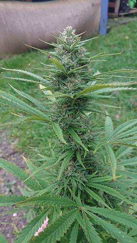 Growreport Bild 36