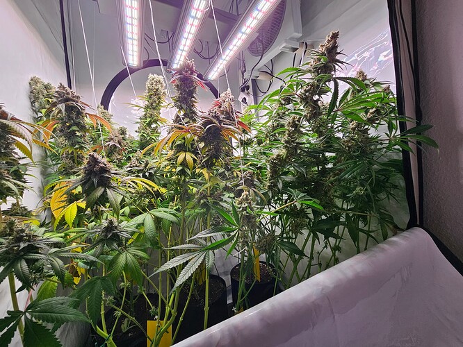 Growreport Bild 4