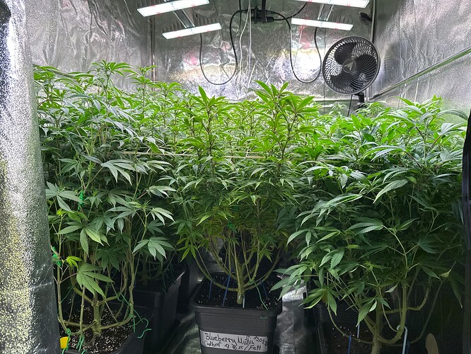 Growreport Bild 1