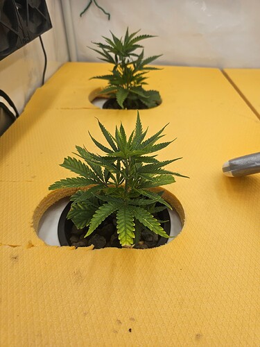 Growreport Bild 3