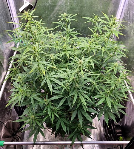 Growreport Bild 7