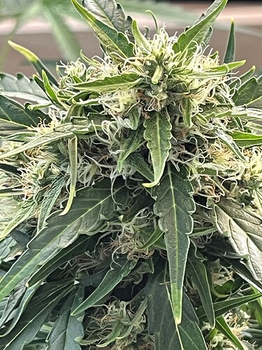 Growreport Bild 9
