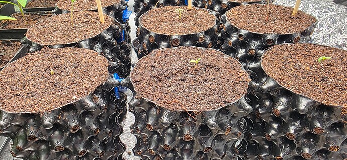 Growreport Bild 1