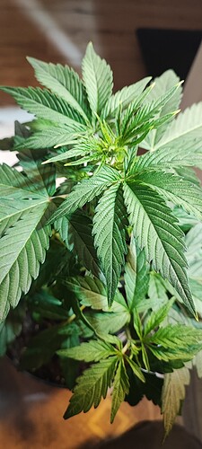 Growreport Bild 14