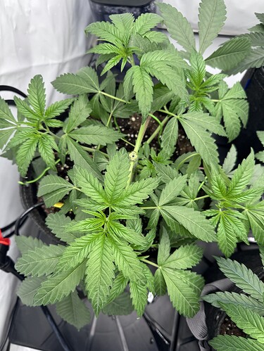 Growreport Bild 3